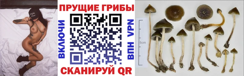 Галлюциногенные грибы Magic Shrooms  Купить где  Коммунар 